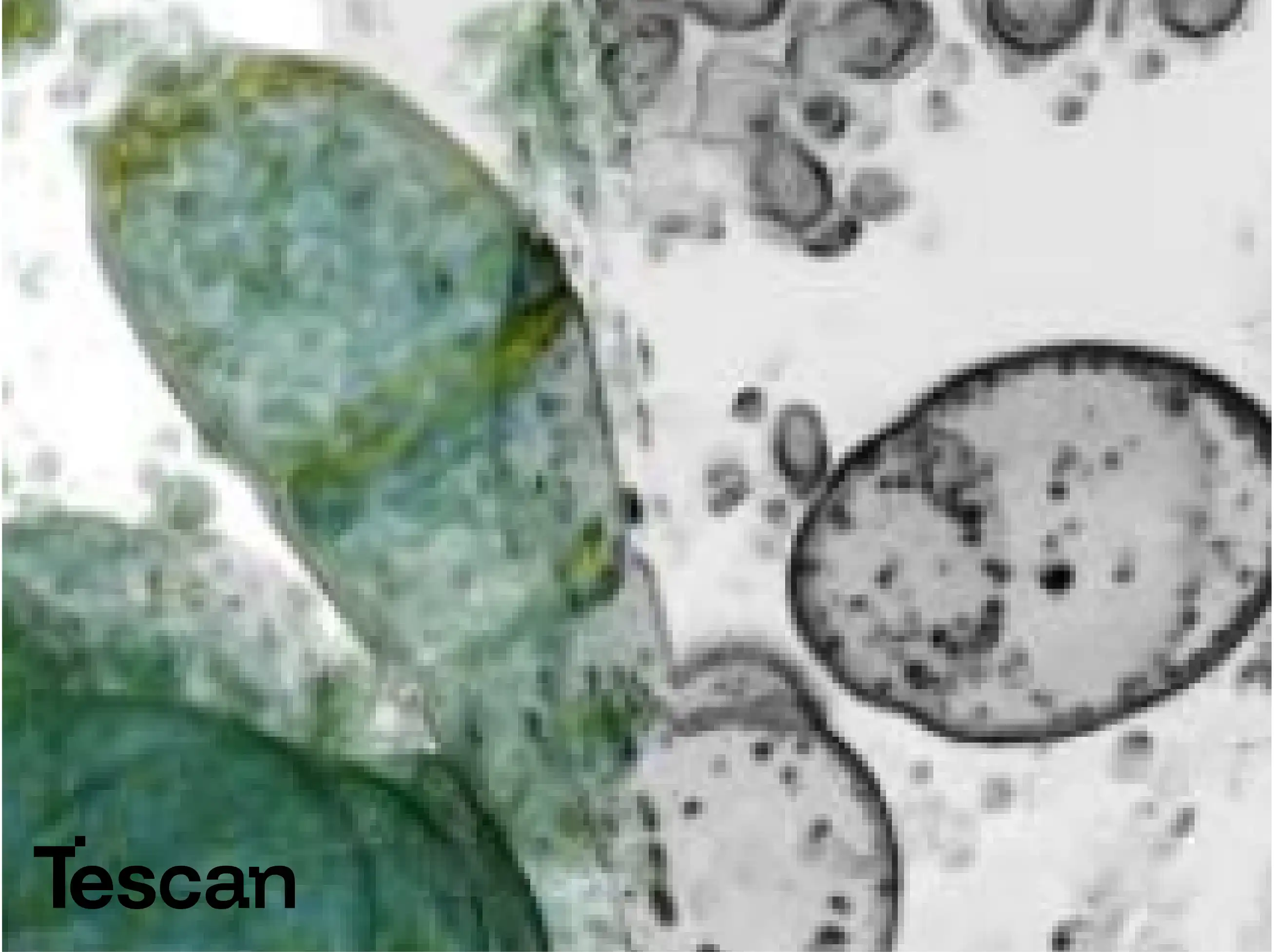 Tescan FIB-SEM for Life Science